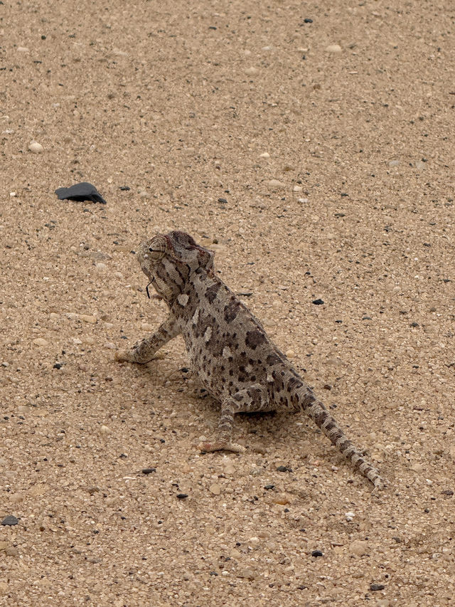 The Secret Life in the Desert — Living Desert Tour in Namibia 🏜️
