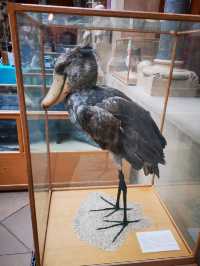 Fossils and Foundations: Discovering Oxford's Natural Wonders