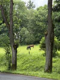 Mariánské Lázně: A Peaceful Escape for the Soul