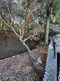 Nara’s ancient vibes meet jaw-dropping temples
