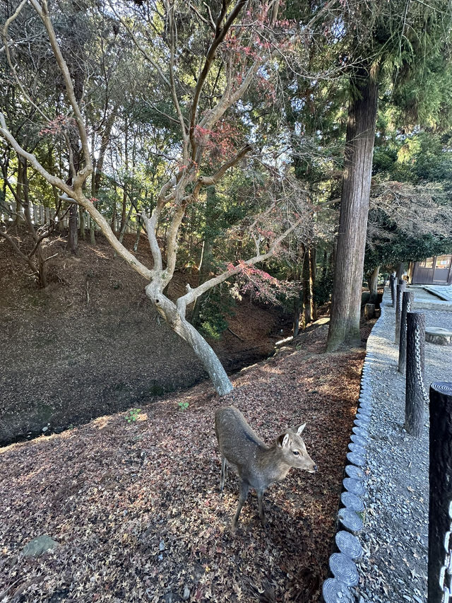 Nara’s ancient vibes meet jaw-dropping temples