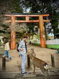 Nara’s Enchanting Shrines & Sacred Deer Encounters