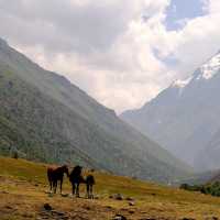Mountain Horses and Cows in Kyrgyzstan 🐎🐄🏔️ — Life in the High Pastures
