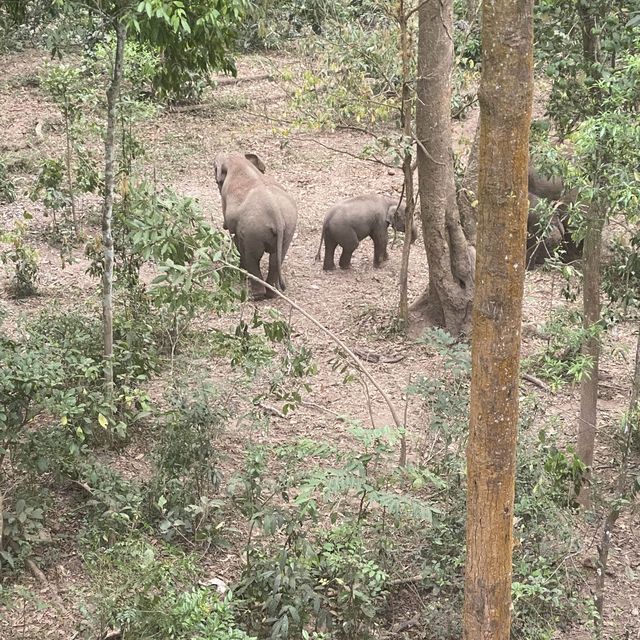 Spotting elephants in Xishuangbanna!