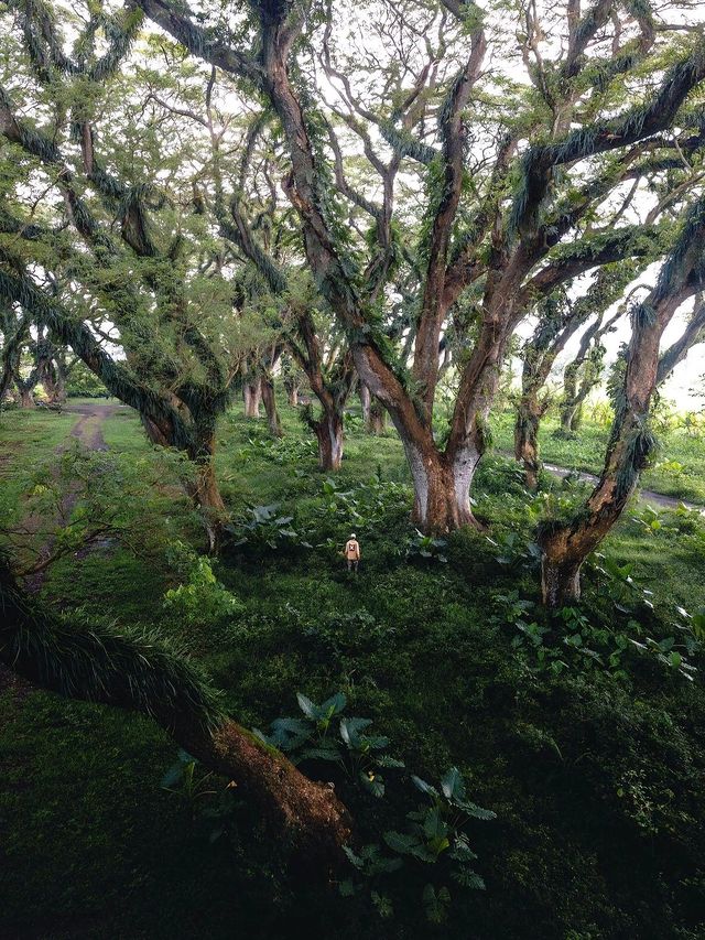 Indonesia's must-visit 🌲Lord of the Rings forest feels like a journey to the underworld!