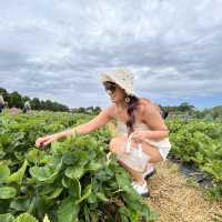 Harvesting Happiness: Fruits and Vegetables 
