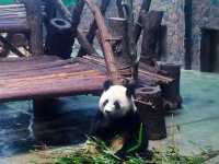 Giant Panda Breeding 