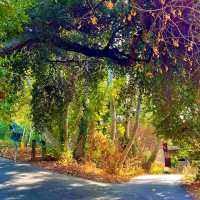 Autumn In Vasona Park.