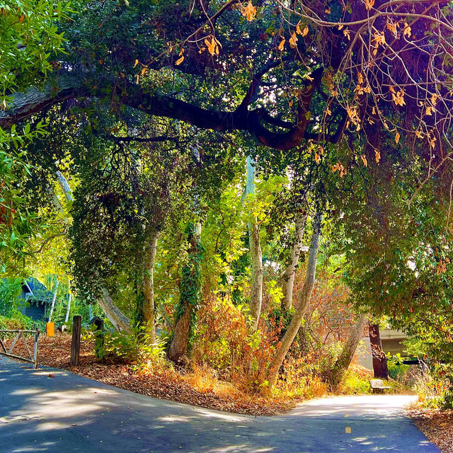 Autumn In Vasona Park.