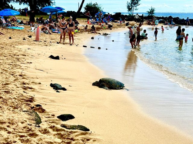 我決定逃離寒冷的城市，來到夏威夷的可愛島，享受一段美好的假日