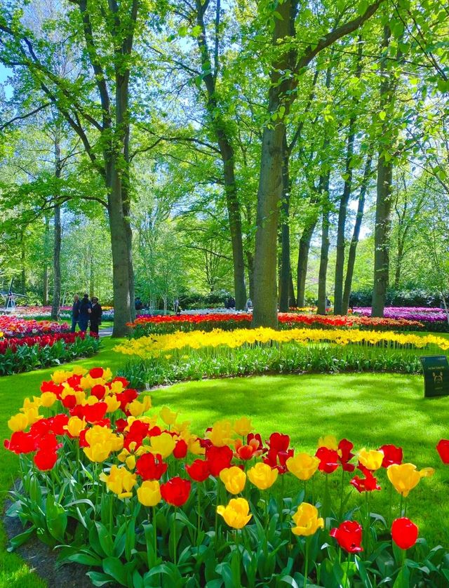 全球最大鬱金香觀賞地——荷蘭庫肯霍夫公園 ！