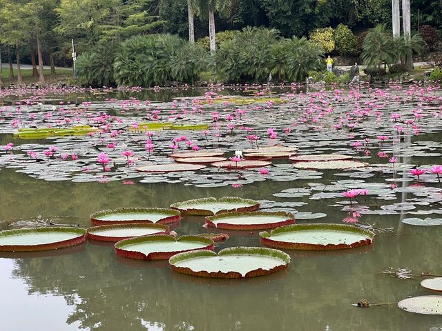 雲南西雙版納五天旅遊攻略
