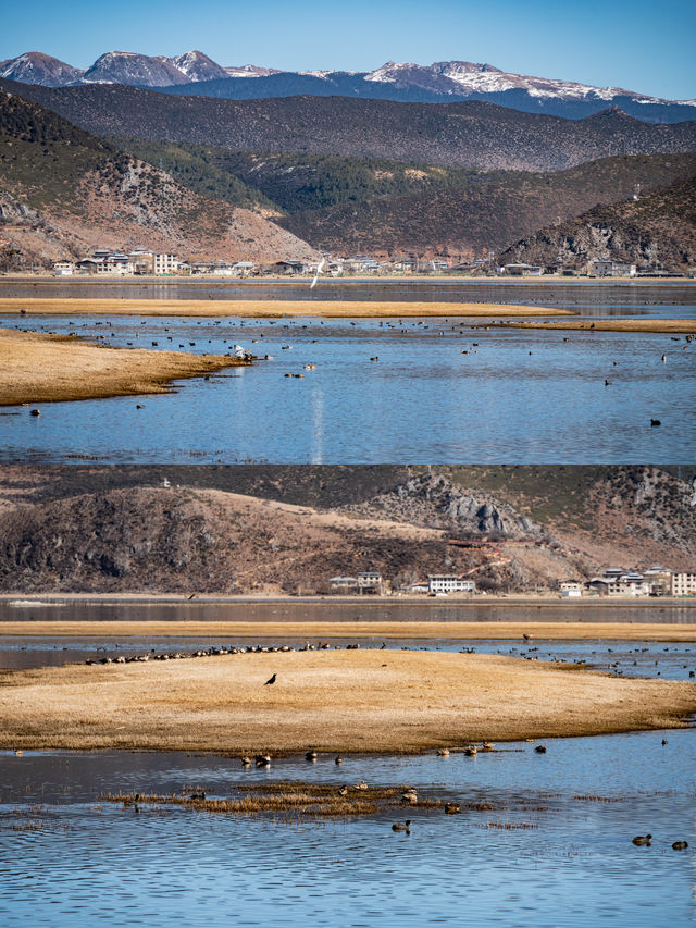 《國家地理》沒騙我，在香格里拉拍到鳥啦