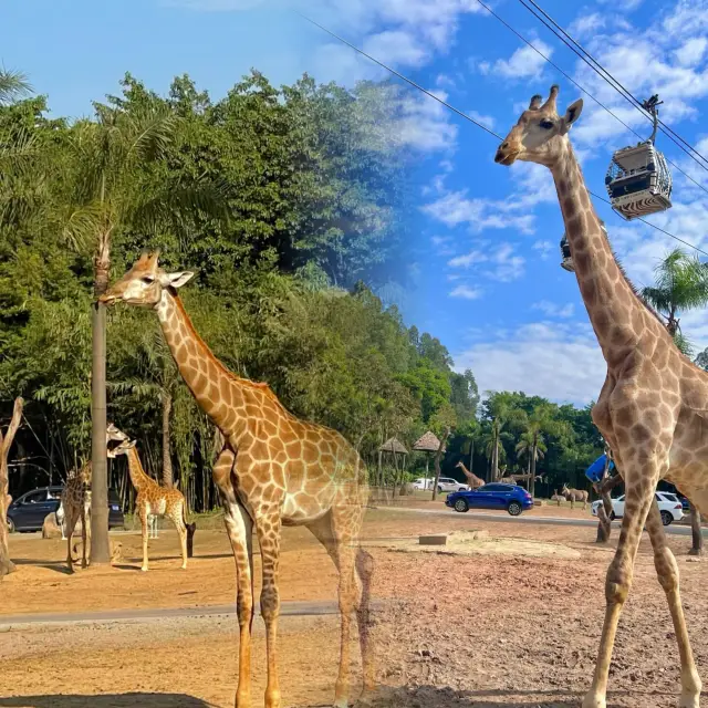 An unbeatable guide to Guangzhou Chimelong Safari Park after one visit