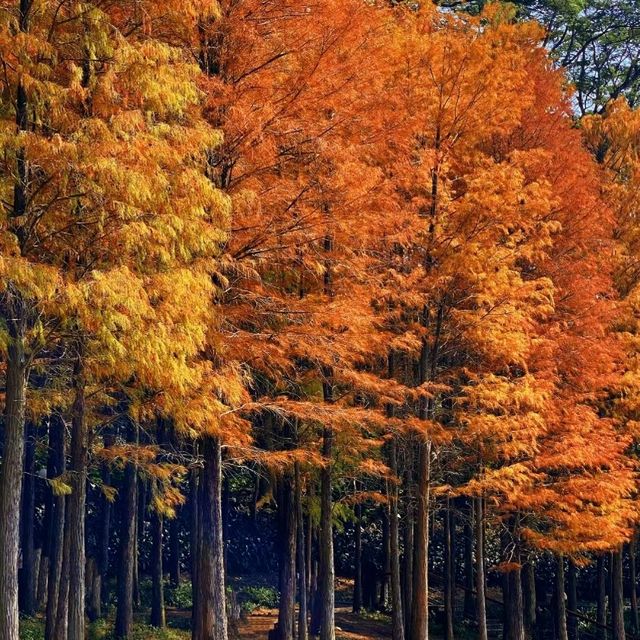 ✨深圳蓮花山公園~美如冬日油畫落羽杉✨