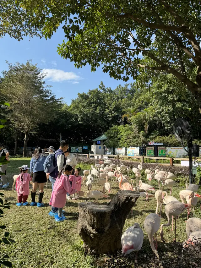 Parent-child tour | Guangzhou Chimelong Bird Park