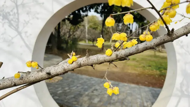 What to see at Ming Xiaoling Mausoleum this season? Of course, it's about meeting 'plum blossoms'!