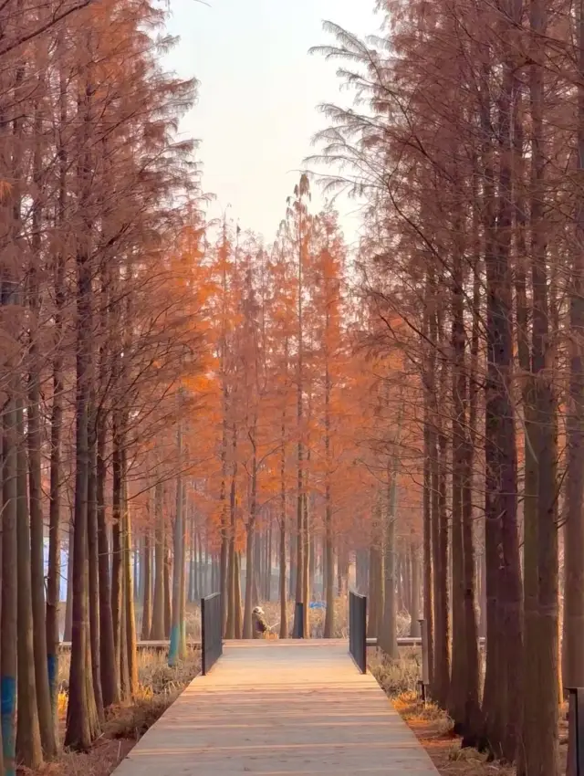 Nanchang has a "floating forest" that is as beautiful as a painting