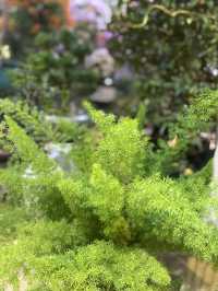 小鎮的楓樹