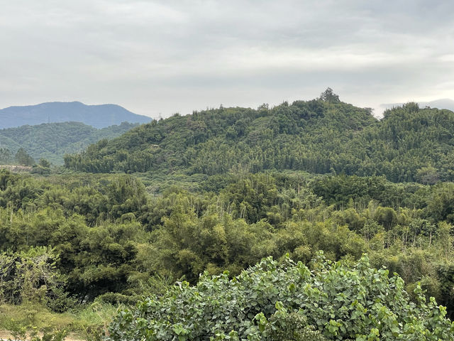 溪頭村匆匆一瞥