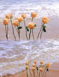 玫瑰和大海的浪漫壇南灣會懂！