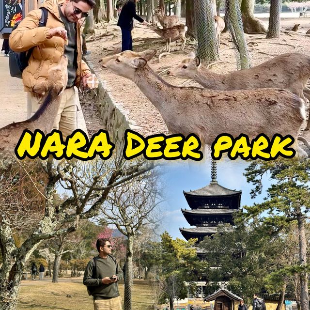 Nara Bowing Deer Park Budget Tour 🦌 