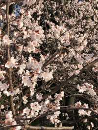 長沙望月湖公園的櫻花近況!