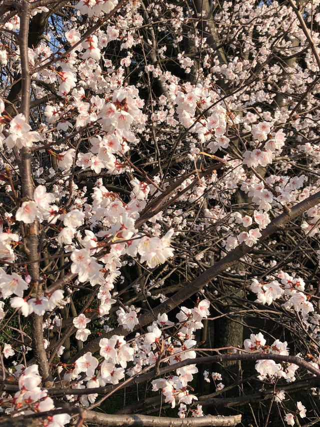 長沙望月湖公園的櫻花近況!