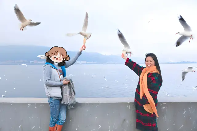 鷗鳥什麼也不做，就在海堤大壩餵一天海鷗吧
