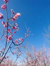 鄭州踏春好時節｜西流湖公園梅花正當時