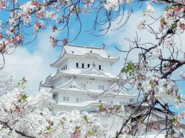 Stunning Shining Okayama Sakura Hanami