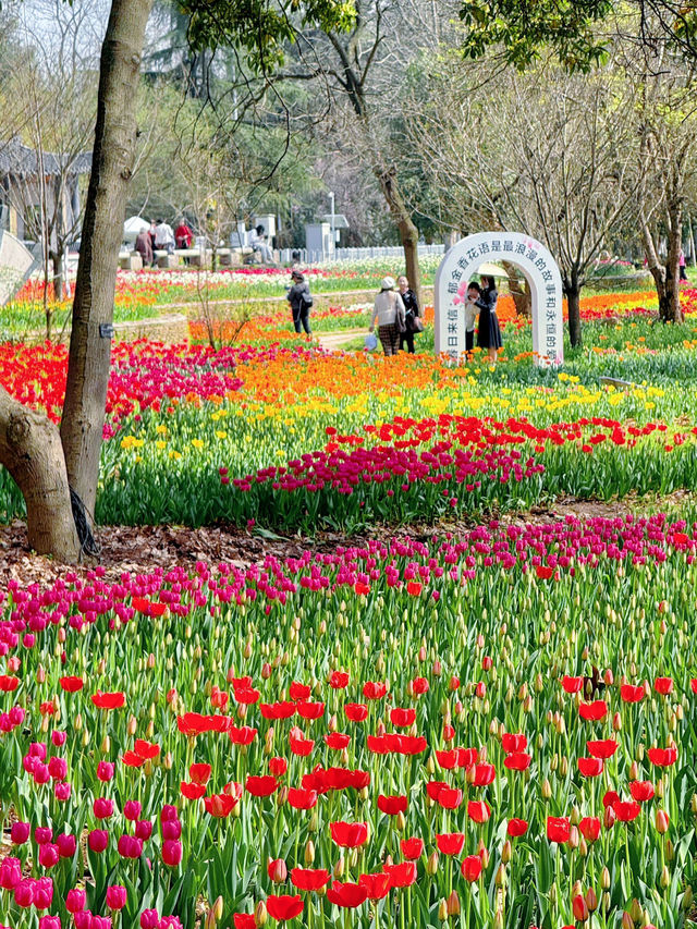 今日實拍武漢植物園鬱金香開好了！
