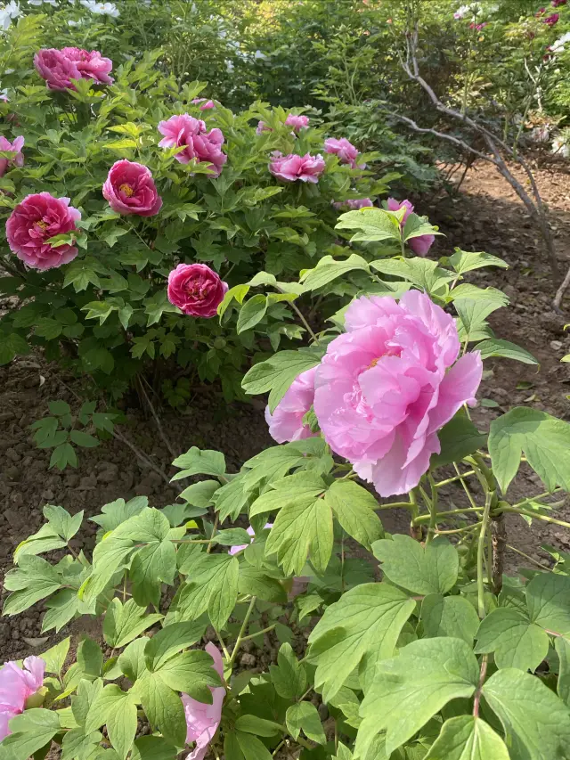 Visit the peonies in Luoyang