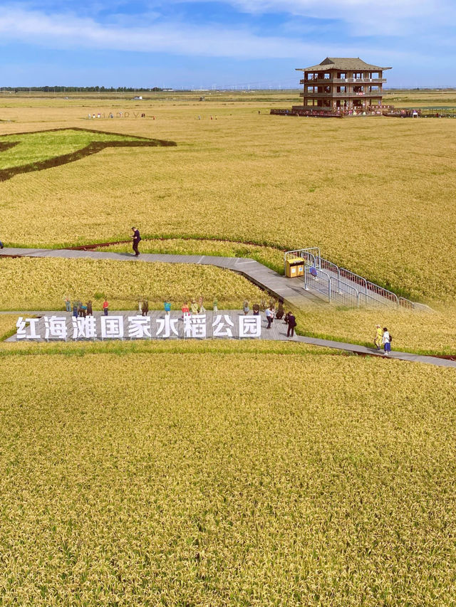 盤錦紅海灘｜遊玩詳細攻略