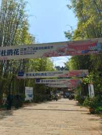 昆明杜鵑花節在黑龍潭公園開幕啦