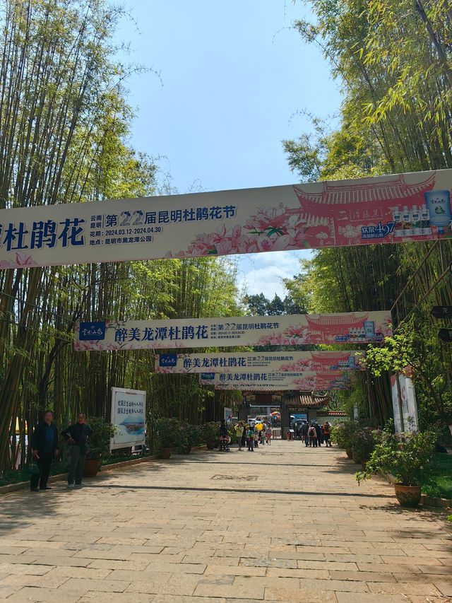 昆明杜鵑花節在黑龍潭公園開幕啦