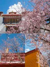 3月林芝，屬於西藏的獨家浪漫