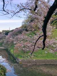 去公園吧！千鳥淵迷人櫻花隧道