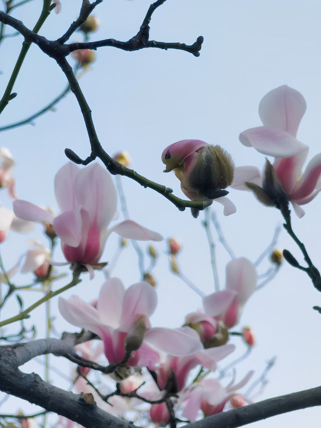 北京三月賞花 不可錯過的獨特“玉蘭鳥”