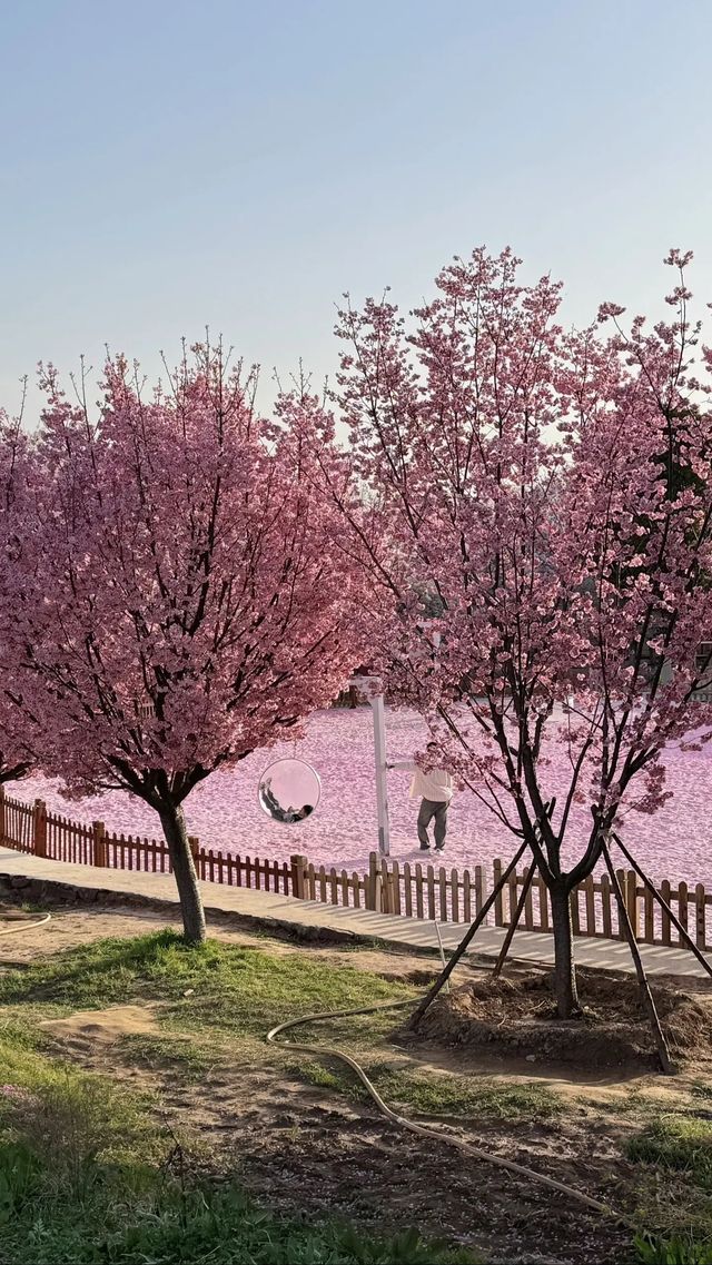 在鄭州豐樂櫻花樹下見面吧真的好出片！