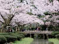 Most Famous Garden Sakura