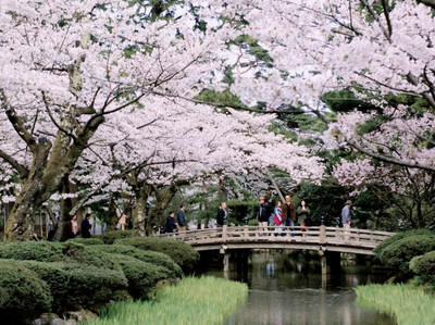 Most Famous Garden Sakura | Trip.com Kanazawa