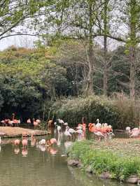 上海野生動物園保姆級攻略