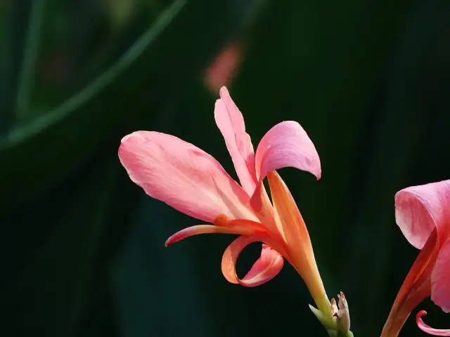 Dragon Year Footprints (26) — Xishuangbanna Tropical Flower Garden