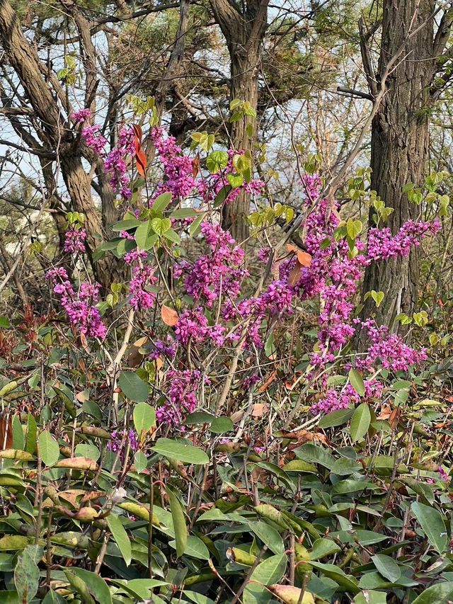 青島這個免費的公園，週末賞花也太美了吧！