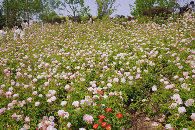 鄭州版的莫奈花園 | 西流湖公園賞花