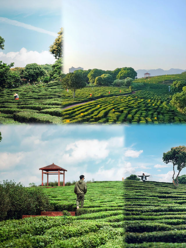 滿眼綠色的茶園實在太治癒啦！ | 沁香園生態茶園