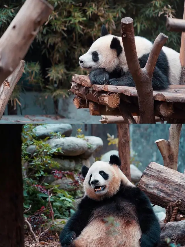 Chengdu Travel Guide | There's always a stop for the giant pandas!