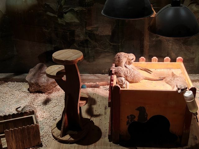 主城周末溜娃好去處｜綠色星球動物園