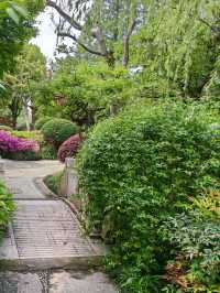 淺緣紫藤花——遊古藤園